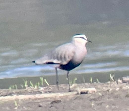 czajka towarzyska  - Monika Turczyńska