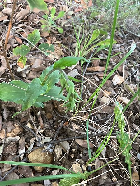 Epipactis indet. group. helleborine  - Florent de Gasperis