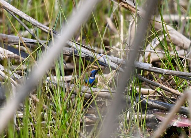 Gorgebleue à miroir blanc  - Lukas Zangl