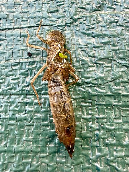 Odonata sp.  - Andrea Galimberti