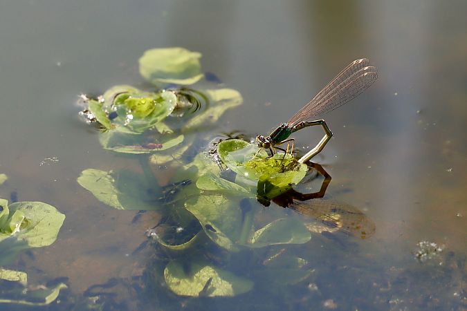 Ischnura pumilio  - Andrea Galimberti