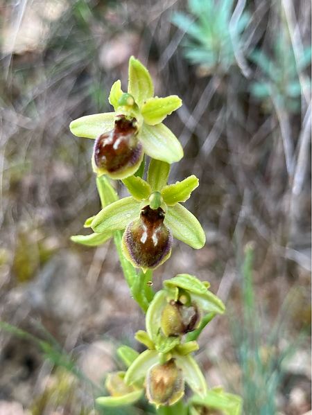 Ophrys litigiosa  - Florent de Gasperis
