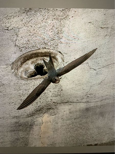 Falciot negre  - Joan Ramon Lucena