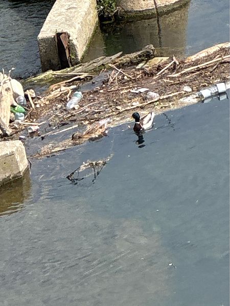 Germano reale  - Antonio Mazzone