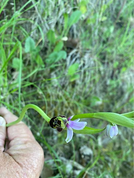Ophrys apifera  - Catherine Lafaysse-Laurette