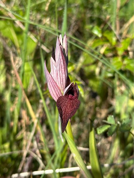 Serapias cordigera  - Roman Monnier