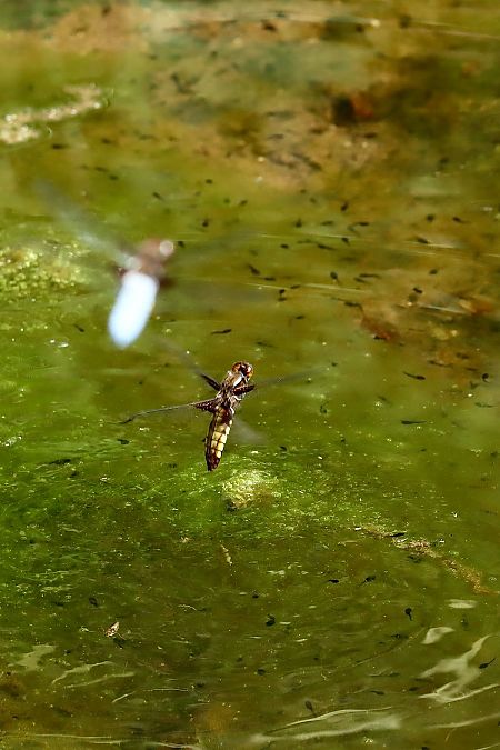 Plattbauch  - Andrea Galimberti