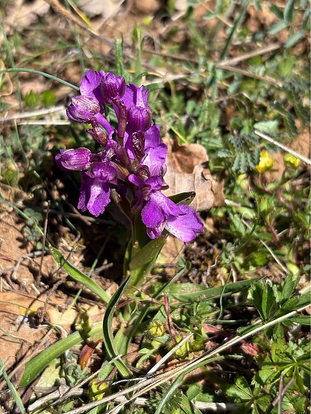 Anacamptis morio  - Sebastien Pores