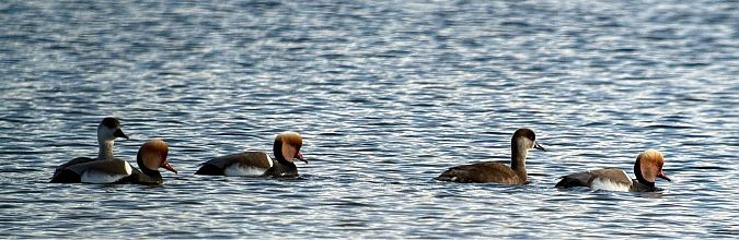 Kolbenente  - Artur Andrzejewski