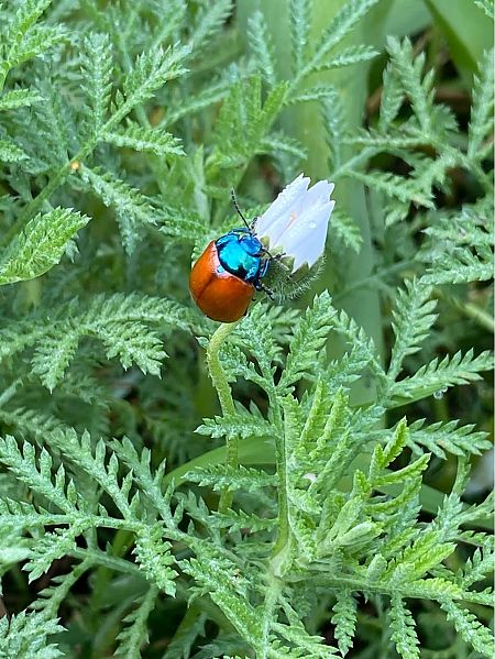 Chrysolina grossa  - Maria Rita Gelso