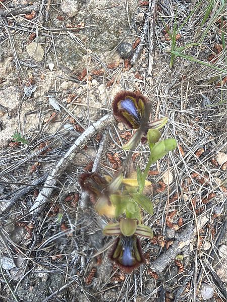 Ophrys speculum  - David Vilasís Boix