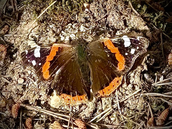 Atalanta  - Toni Leiva Sanchez