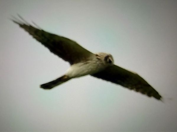 Busard cendré  - Günther Körmöczi