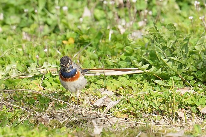 Pettazzurro  - Florian Gasser