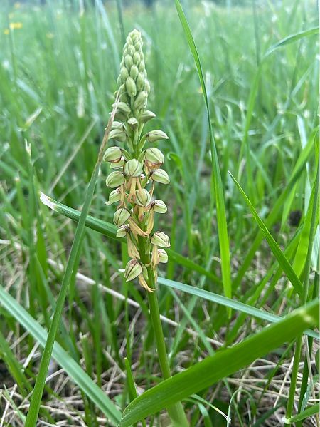 Orchis anthropophora  - Jean-Pierre Crepeau