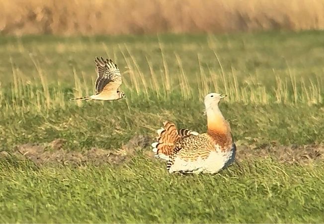 Busard pâle  - Leander Khil