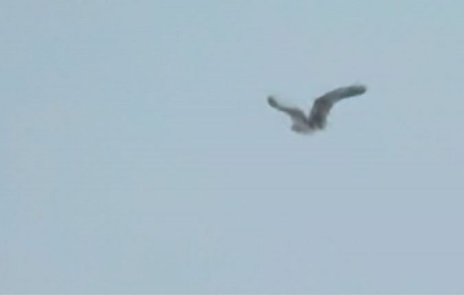 Falco pescatore  - Enrico Castellucci