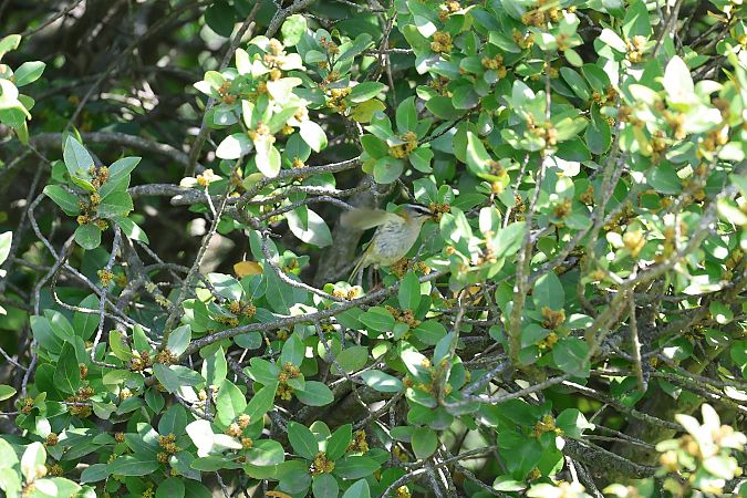 Fiorrancino  - Renato Sascor