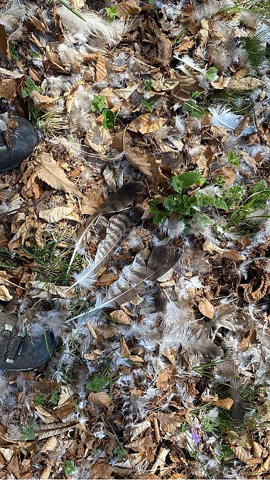 Poiana  - Lavinia Garibaldi (FVG)