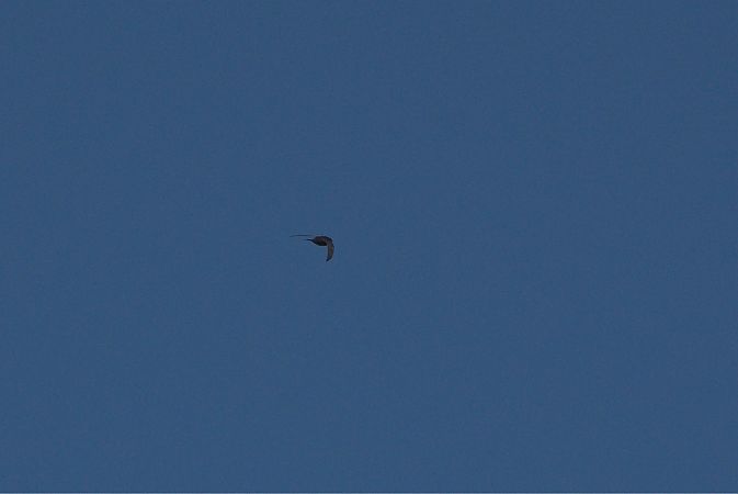 jerzyk  - Katarzyna Kmieć-Kwasek