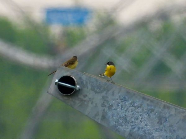 Cutrettola  - Giampaolo Toniolo