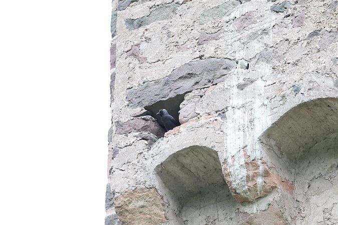 Taccola  - Renato Sascor