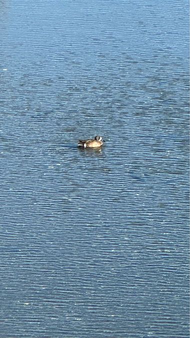 Marzaiola americana  - Maurizio Sighele