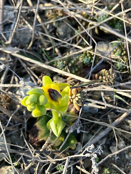 Ophrys lutea  - Florent de Gasperis