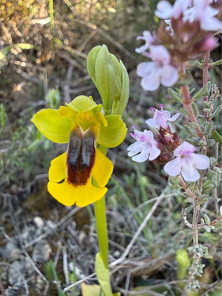 Ophrys lutea  - Pep Sole