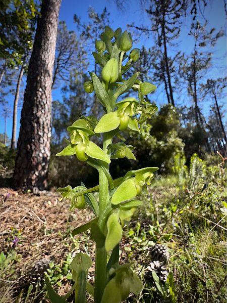 Platanthera algeriensis  - Roman Monnier