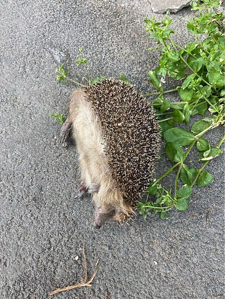 Riccio europeo  - Franco Roscelli