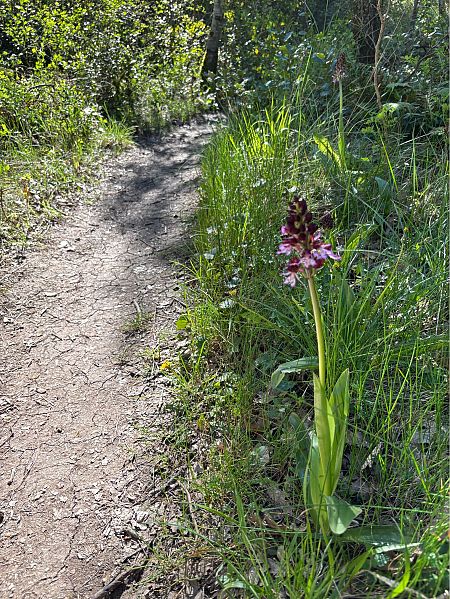 Orchis purpurea  - Germain Poignant