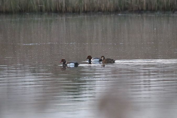 hełmiatka  - Konrad Sobolak