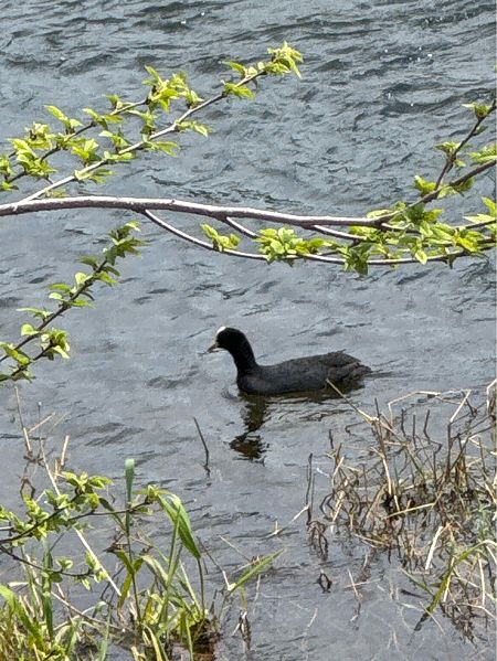 Blässhuhn  - Antonio Mazzone