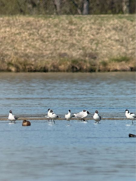 Avocette élégante  - Jonas Wörle