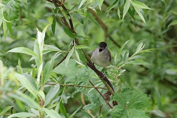 Capinera  - Renato Sascor