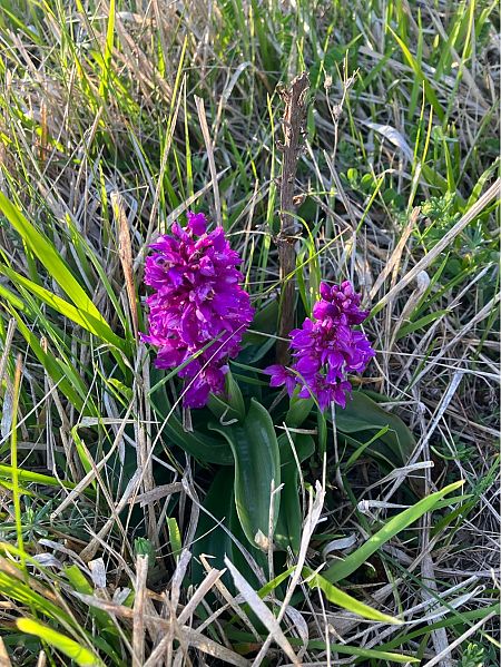 Orchis mascula  - Damien Darbelet