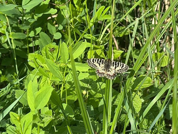Zerynthia sp.  - Gianni Valloriani