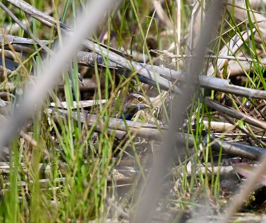 Gorgebleue à miroir blanc  - Lukas Zangl