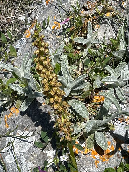 Orchis anthropophora  - Antonio Mazzone