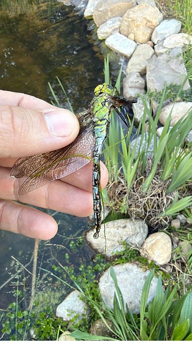 Anax imperator  - Andrea Galimberti