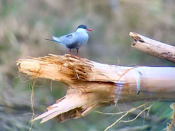 Fumarell carablanc  - Ramon Prat Espelt