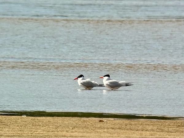 rybitwa wielkodzioba 