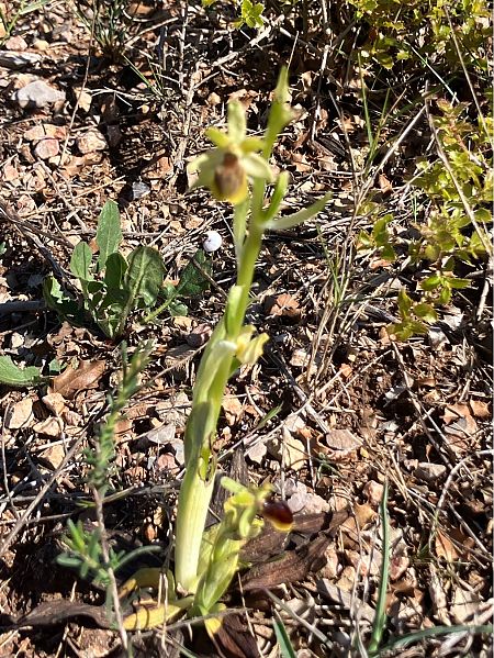 Ophrys litigiosa  - Florent de Gasperis