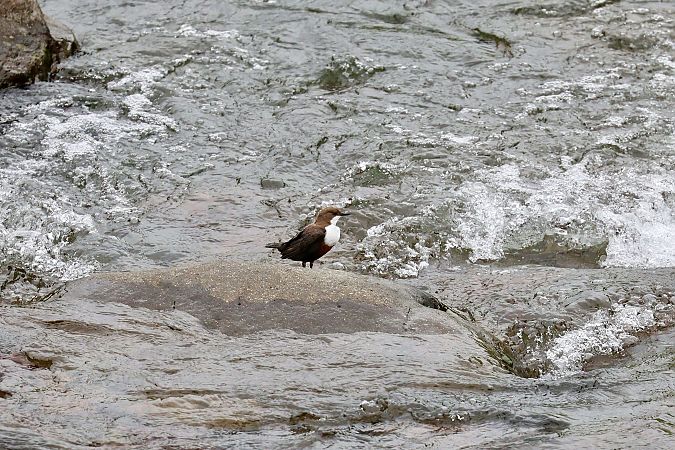 Merlo acquaiolo  - Renato Sascor