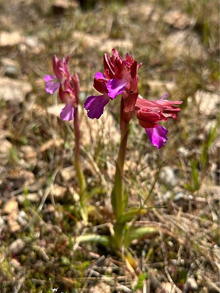 Anacamptis papilionacea  - Roman Monnier