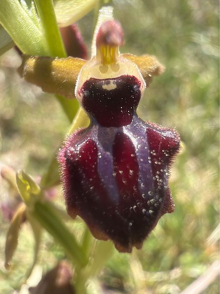 Ophrys passionis  - David Vilasís Boix