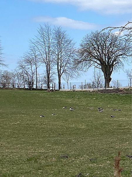 bernikla kanadyjska  - Wojciech Kaczor