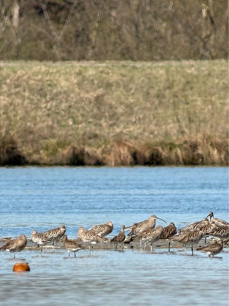 Courlis corlieu  - Jonas Wörle