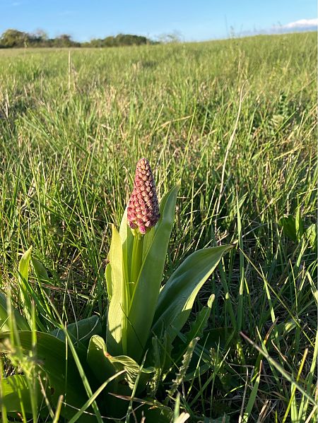 Orchis purpurea  - Damien Darbelet